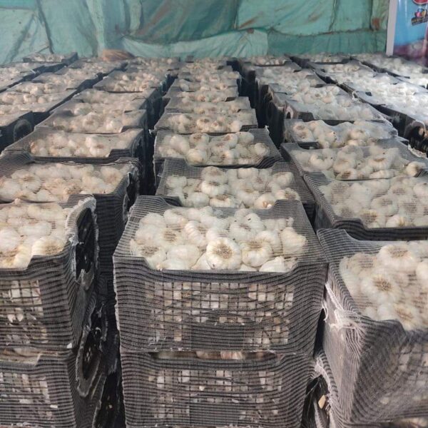 5fb57b3f-1223-447a-a112-912b1d500509 ثوم فص فاتح درجة أولى (للتصدير)