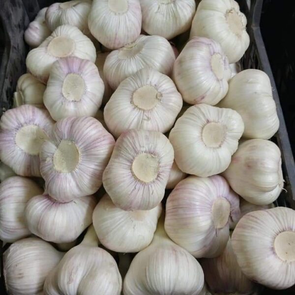 ثوم فص فاتح درجة أولى (للتصدير)