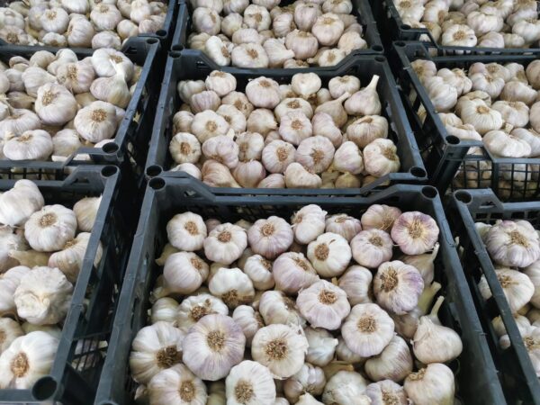 83b2f02e-63b6-40c3-bd13-f4e74f137417 ثوم فص فاتح درجة أولى (للتصدير)