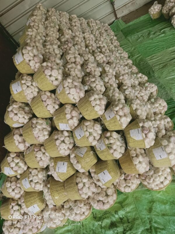 c3a05923-c5bc-4601-9d36-744bae123222 ثوم فص فاتح درجة أولى (للتصدير)